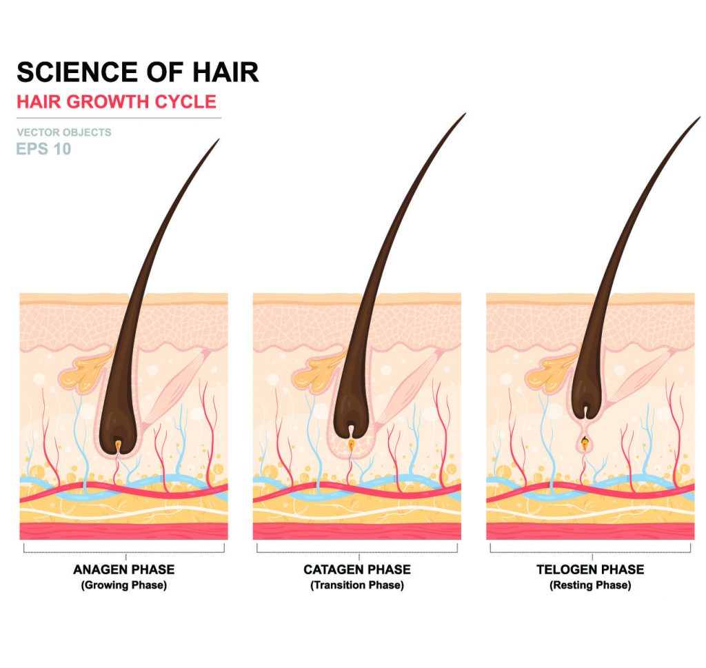 Anatomy of hair | MHRA Australia